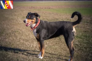 Read more about the article Appenzell Mountain Dog Breeder and Puppies in Grand Est