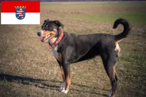 Read more about the article Appenzell Mountain Dog Breeder and Puppies in Hesse