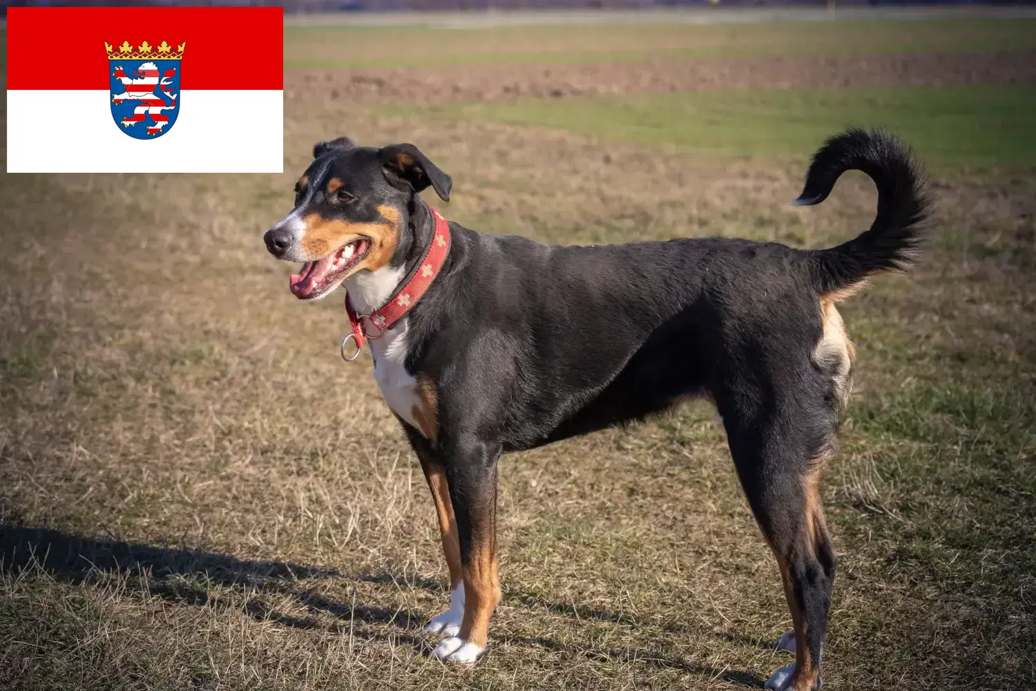 Read more about the article Appenzell Mountain Dog Breeder and Puppies in Hesse