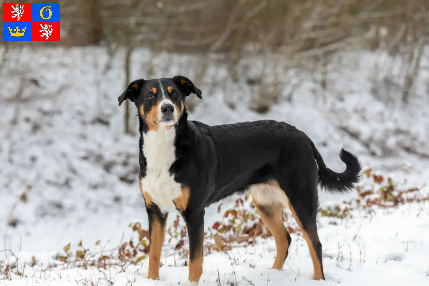 Appenzell Mountain Dog puppies and breeders Hradec Králové Find Appenzell Mountain Dog breeders in Hradec Králové.