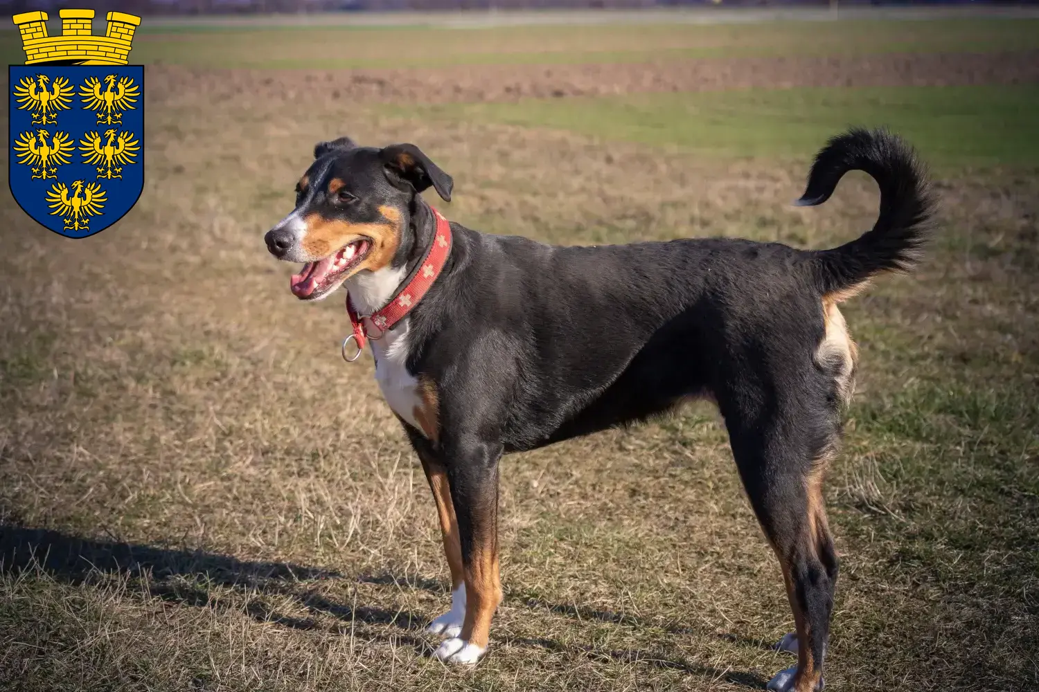 Appenzell Mountain Dog Puppies and Breeder Lower Austria Here you can find Appenzell Mountain Dog breeders in Lower Austria.