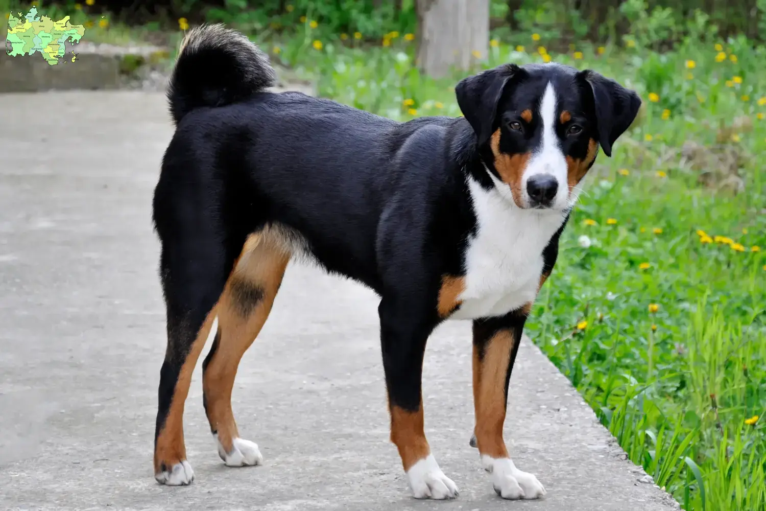 Appenzell Mountain Dog puppies and breeder Midtjylland Find Appenzell Mountain Dog breeders in Midtjylland.