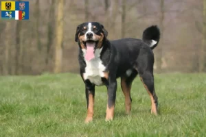 Read more about the article Appenzell Mountain Dog Breeder and Puppies in Moravia-Silesia