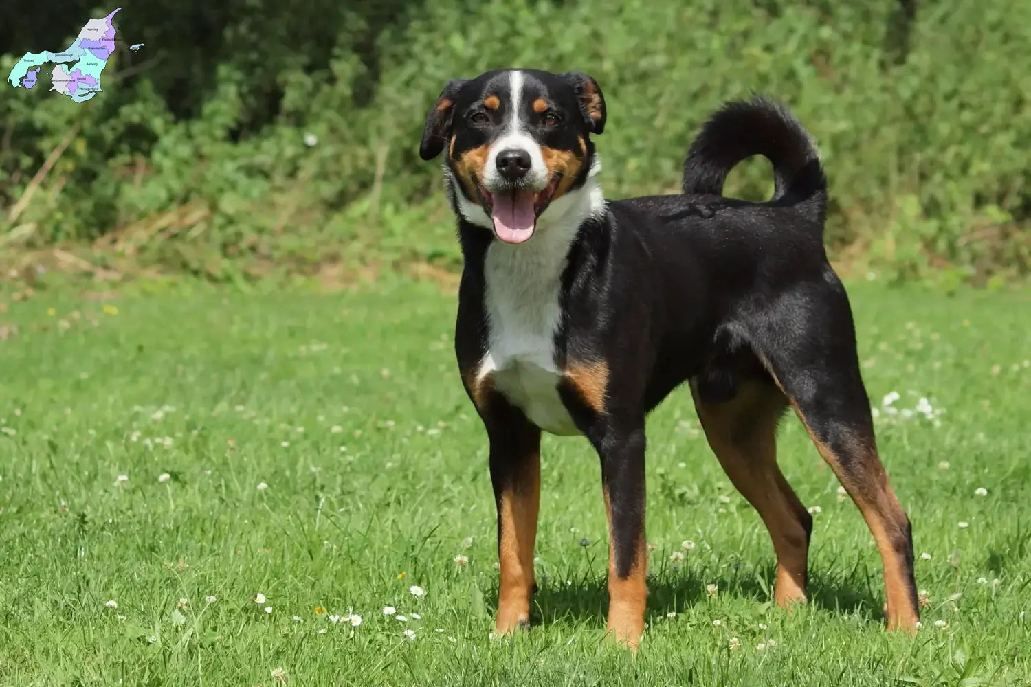 Appenzell Mountain Dog Puppies and Breeder Nordjylland Find Appenzell Mountain Dog breeders in Nordjylland.
