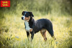 Read more about the article Appenzell Mountain Dog Breeder and Puppies in Normandy