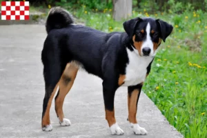 Read more about the article Appenzell Mountain Dog breeder and puppies in North Brabant