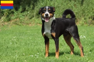 Read more about the article Appenzell Mountain Dog breeder and puppies in North Holland