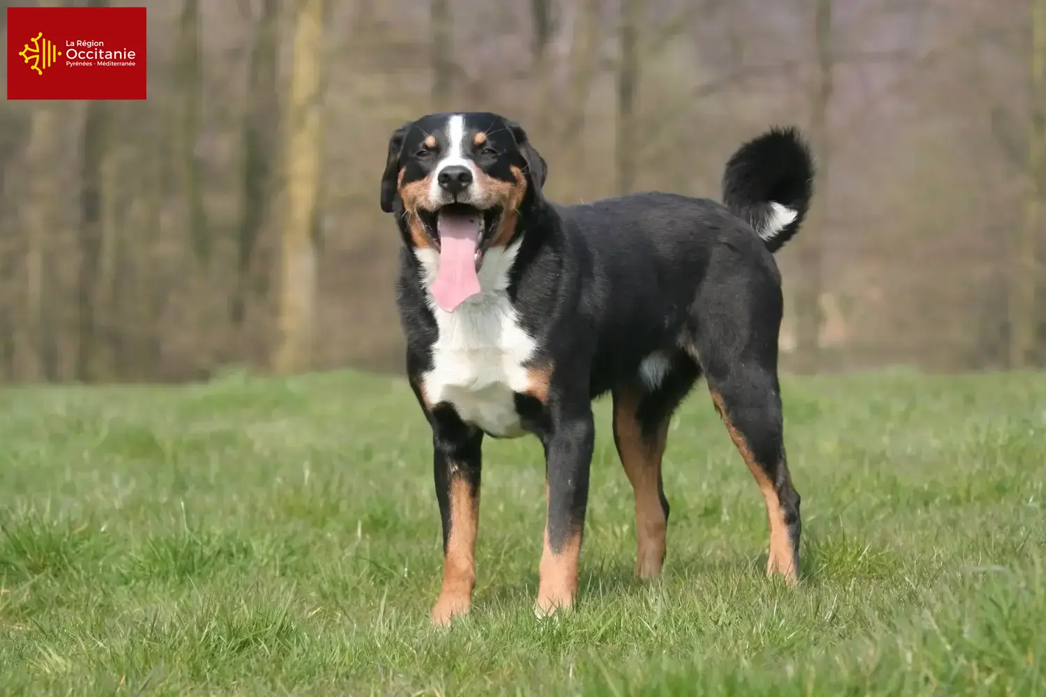 Appenzell Mountain Dog puppies and breeders Occitania Find Appenzell Mountain Dog breeders in Occitania.