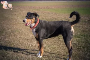 Read more about the article Appenzell Mountain Dog Breeder and Puppies in Syddanmark