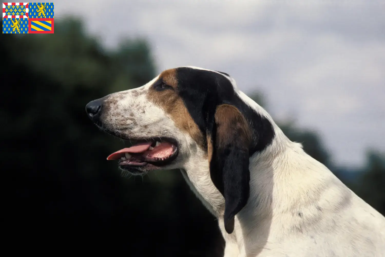 Ariégeois puppies and breeders Bourgogne-Franche-Comté Find Ariégeois breeders in Bourgogne-Franche-Comté.