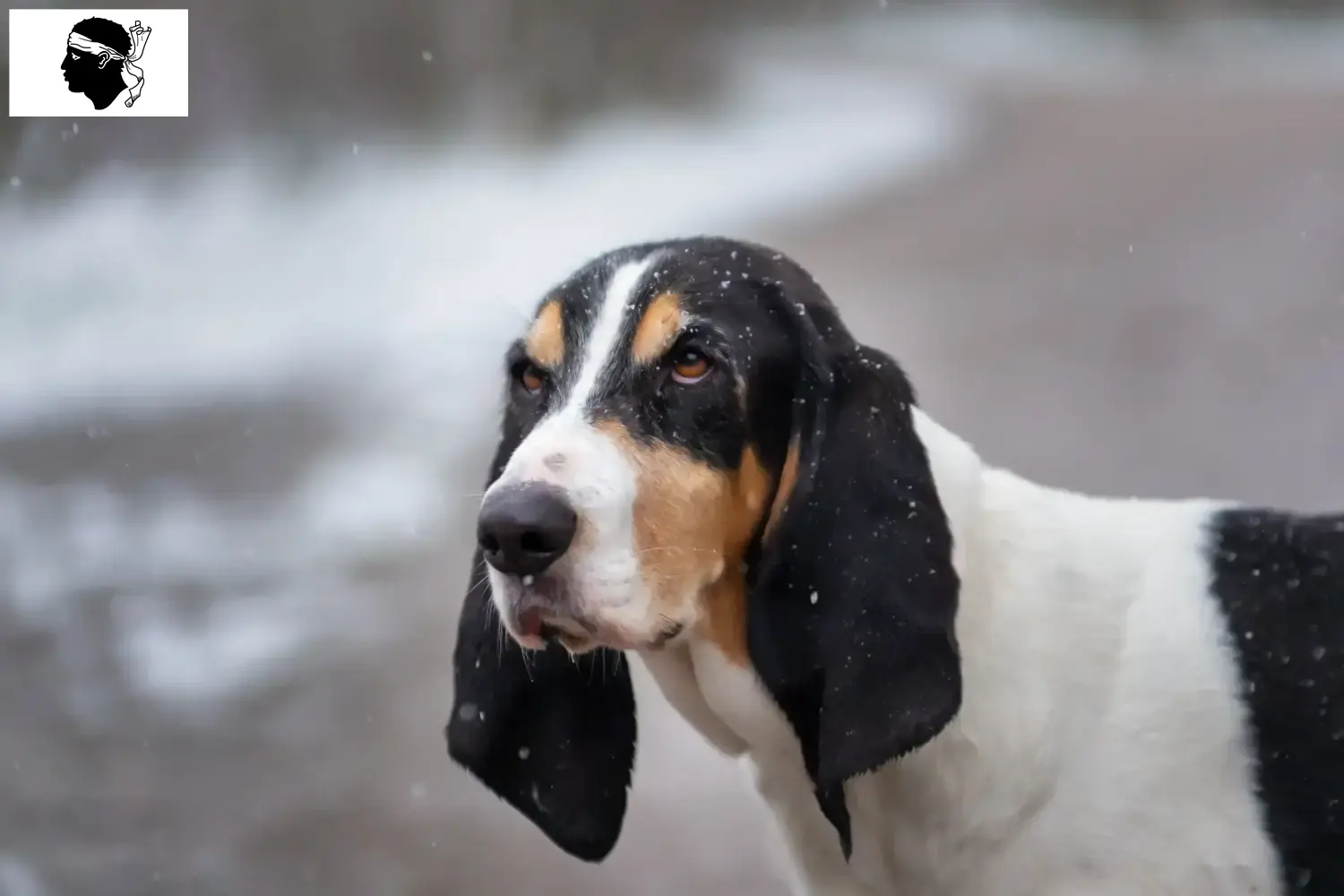 Ariégeois puppies and breeders Corsica Here you can find Ariégeois breeders in Corsica.