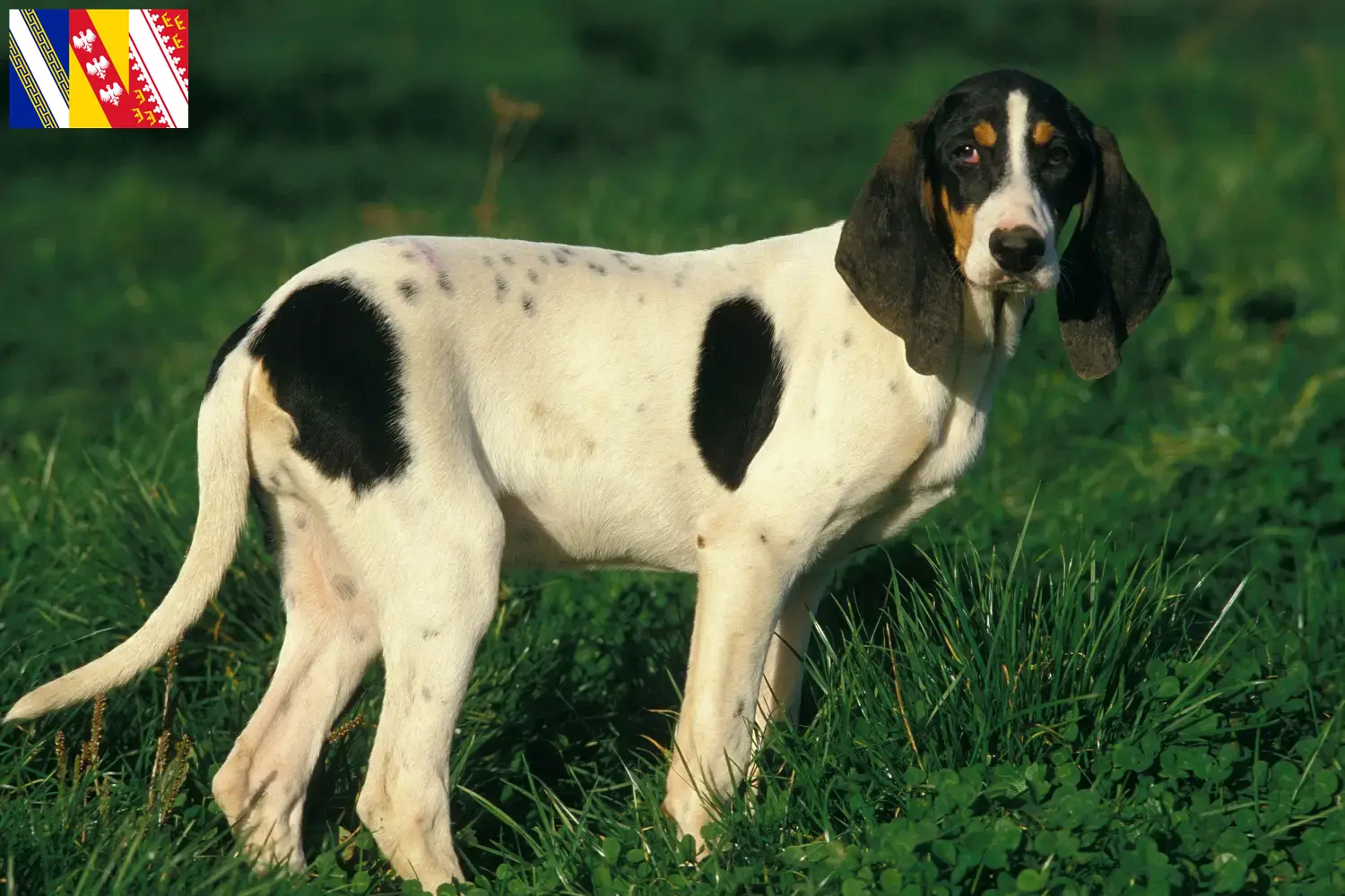 Ariégeois puppies and breeders Grand Est Here you can find Ariégeois breeders in Grand Est.