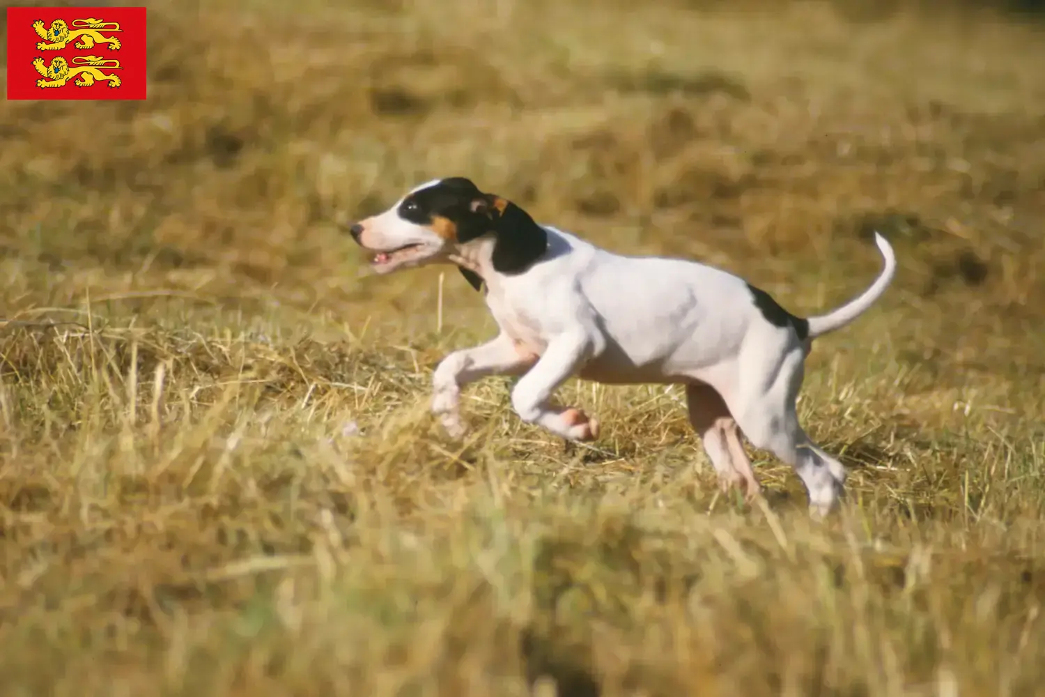 Ariégeois puppies and breeders Normandy Here you can find Ariégeois breeders in Normandy.