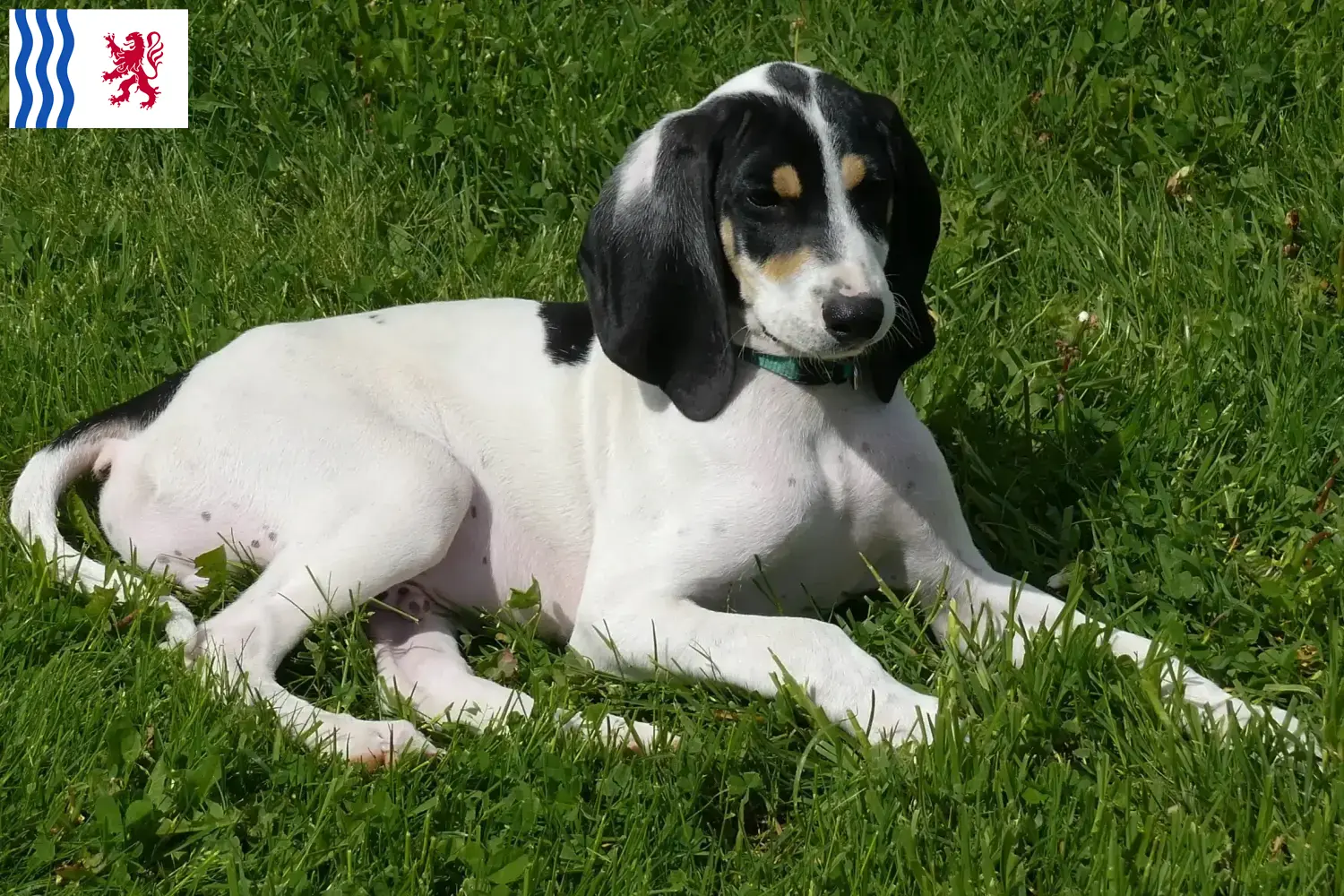Ariégeois puppies and breeders Nouvelle-Aquitaine Here you can find Ariégeois breeders in Nouvelle-Aquitaine.