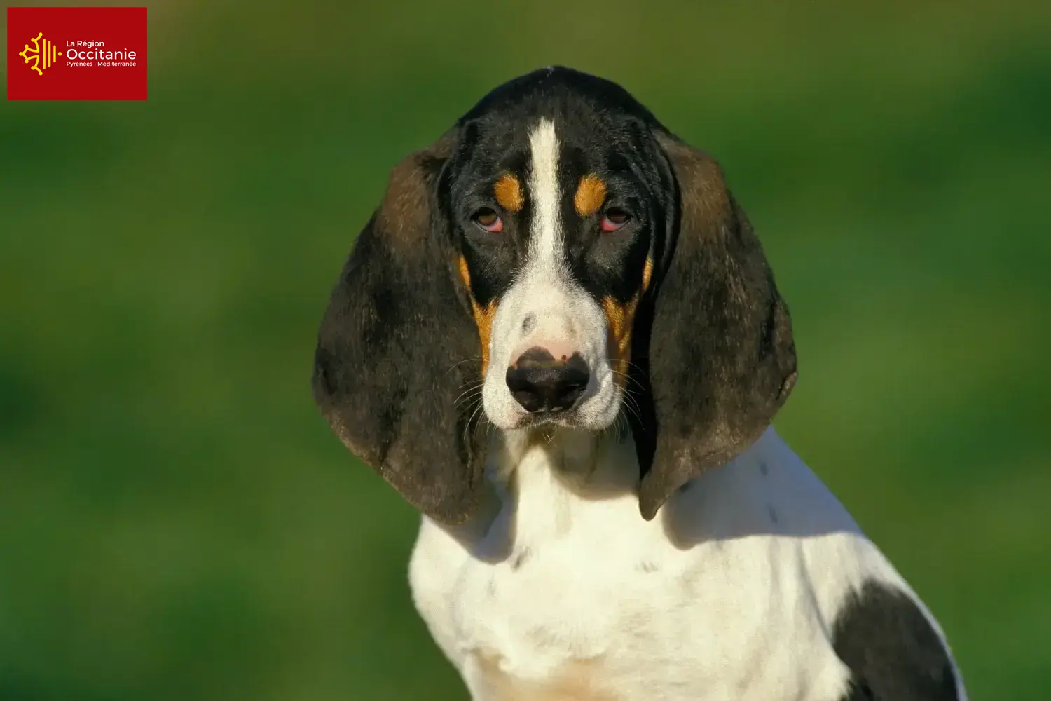 Ariégeois puppies and breeders Occitania Here you can find Ariégeois breeders in Occitania.