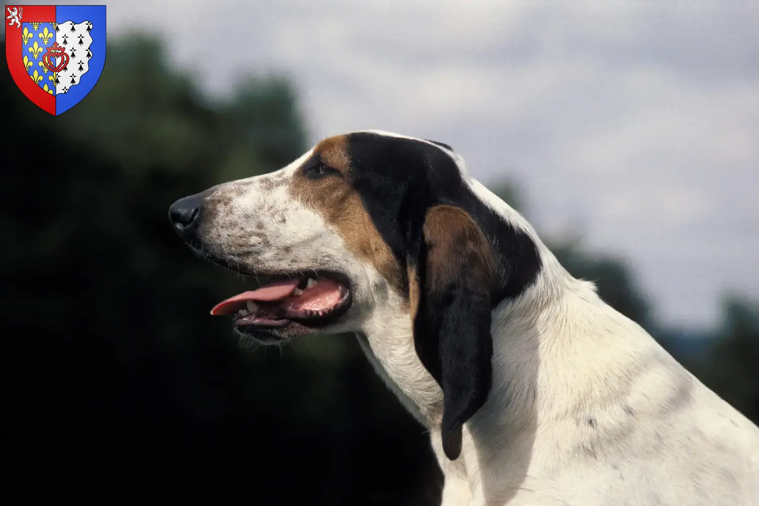 Ariégeois puppies and breeders Pays de la Loire Here you can find Ariégeois breeders in Pays de la Loire.
