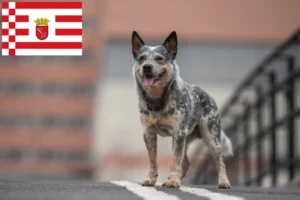 Read more about the article Australian Cattle Dog breeders and puppies in Bremen