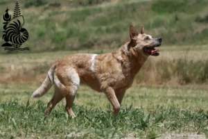 Read more about the article Australian Cattle Dog breeders and puppies in New Caledonia