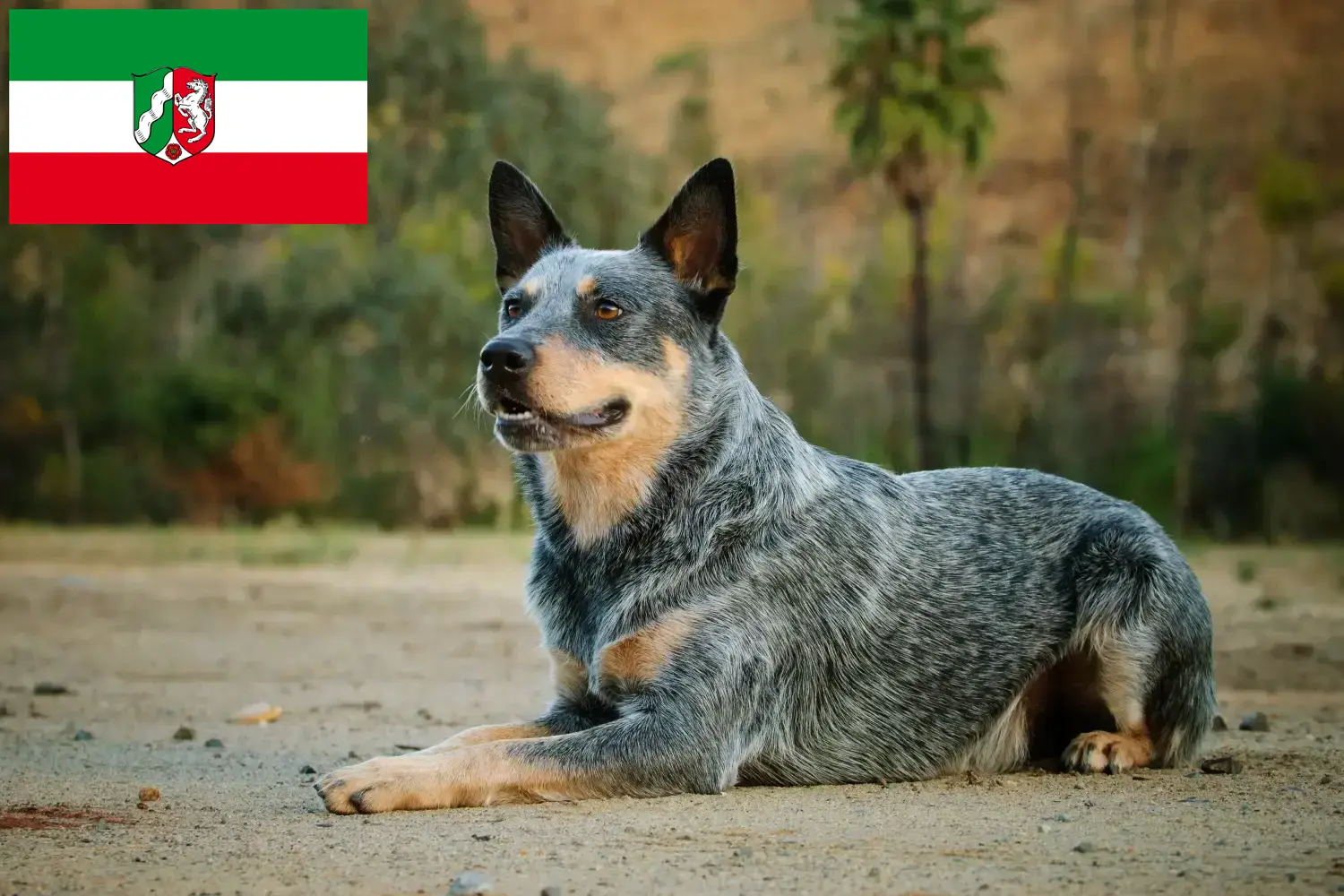 Australian Cattle Dog puppies and breeders North Rhine-Westphalia Here you can find Australian Cattle Dogs breeders in North Rhine-Westphalia.