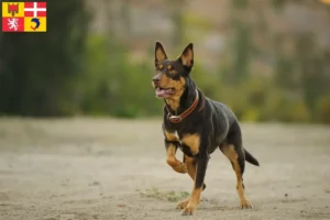 Read more about the article Australian Kelpie breeders and puppies in Auvergne-Rhône-Alpes