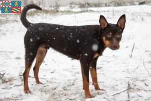 Read more about the article Australian Kelpie breeders and puppies in Bourgogne-Franche-Comté