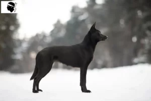 Read more about the article Australian Kelpie breeders and puppies in Corsica