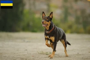 Read more about the article Australian Kelpie breeders and puppies in Gelderland