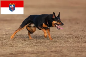 Read more about the article Australian Kelpie breeders and puppies in Hessen