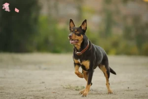 Read more about the article Australian Kelpie breeder and puppies in Hovedstaden