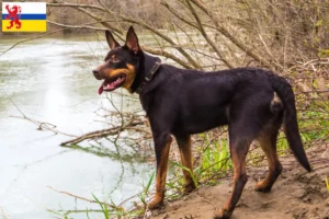 Read more about the article Australian Kelpie breeder and puppies in Limburg