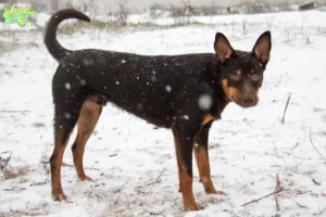 Read more about the article Australian Kelpie breeders and puppies in Midtjylland