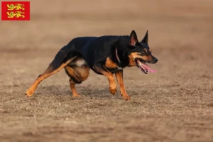 Read more about the article Australian Kelpie breeders and puppies in Normandy
