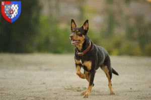 Read more about the article Australian Kelpie breeders and puppies in Pays de la Loire