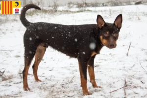 Read more about the article Australian Kelpie breeders and puppies in Provence-Alpes-Côte d’Azur