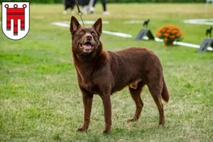 Read more about the article Australian Kelpie breeders and puppies in Vorarlberg