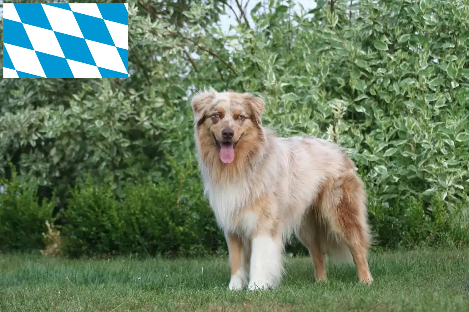 Australian Shepherd puppies and breeders Bavaria Here you can find Australian Shepherd breeders in Bavaria.