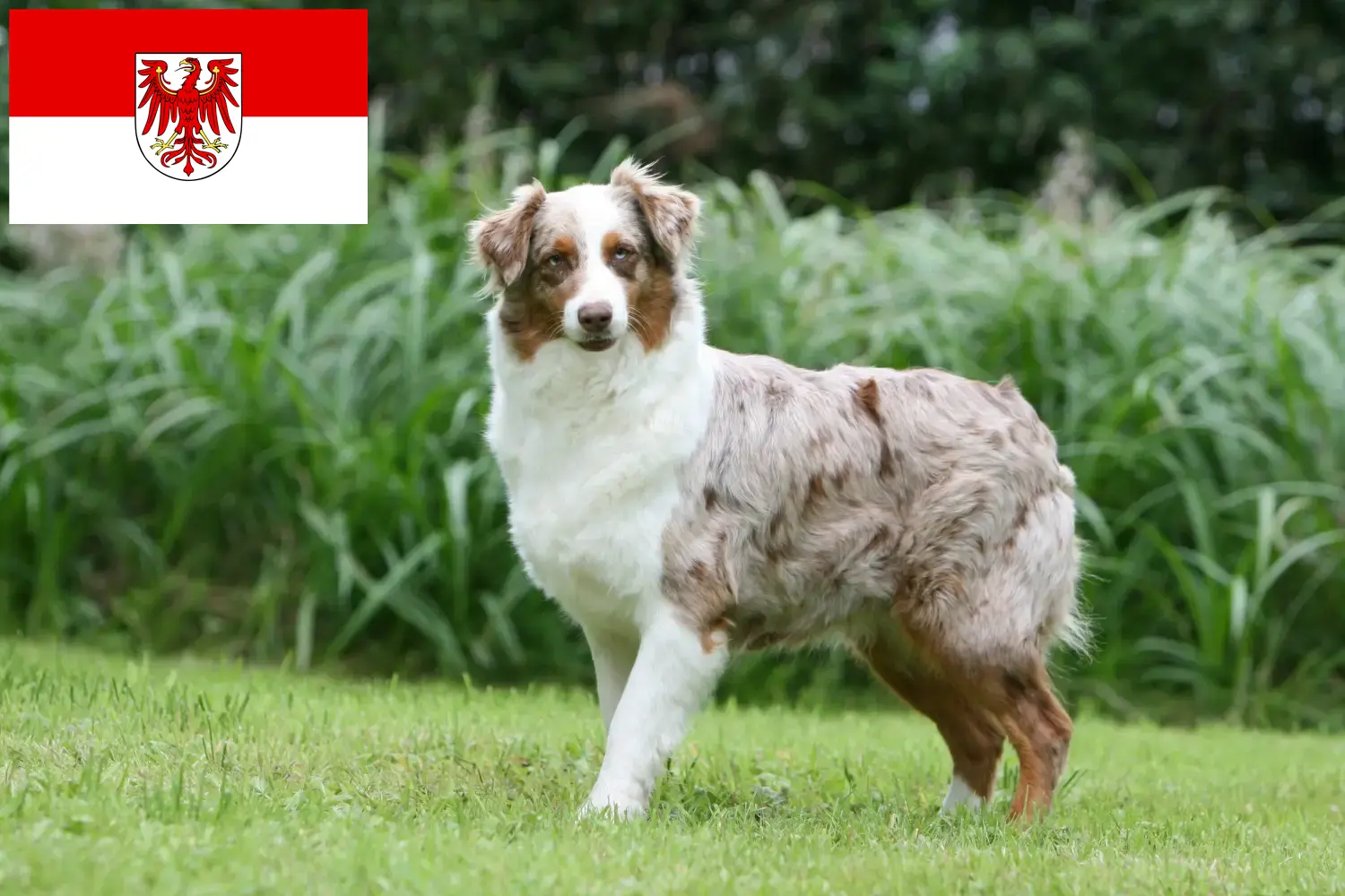 Australian Shepherd puppies and breeders Brandenburg Here you can find Australian Shepherd breeders in Brandenburg.