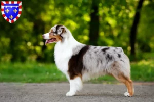 Read more about the article Australian Shepherd breeders and puppies in Centre-Val de Loire