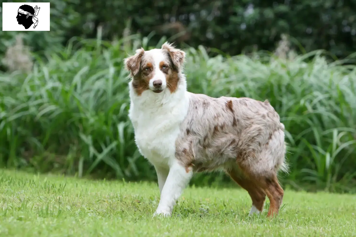 Australian Shepherd puppies and breeders Corsica Here you can find Australian Shepherd breeders in Corsica.