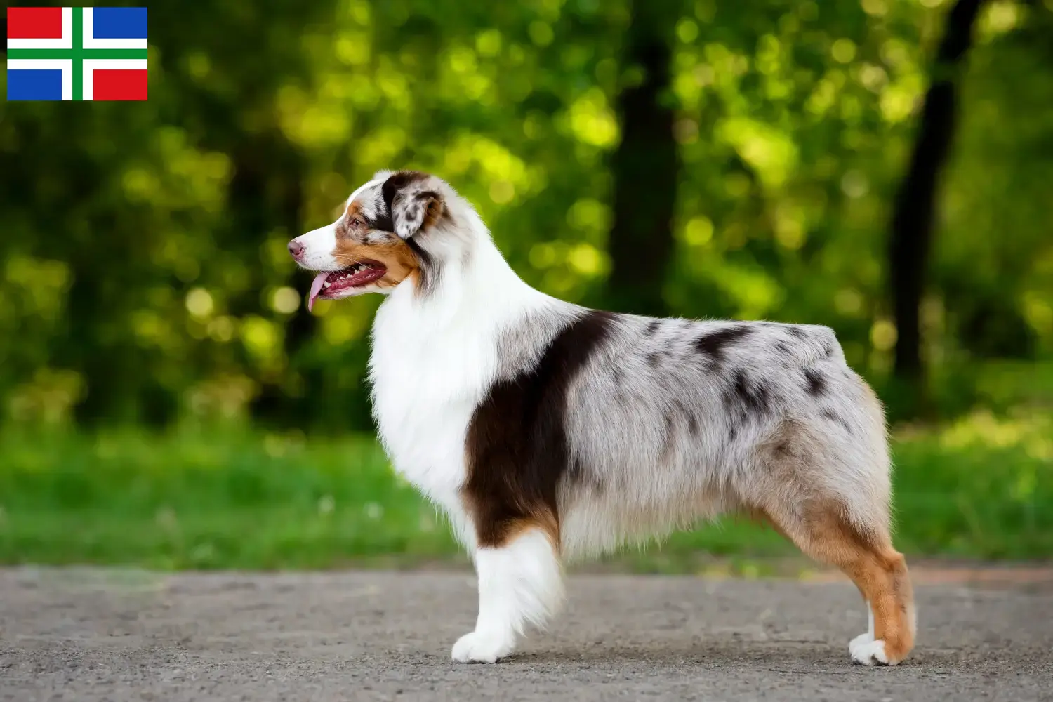 Read more about the article Australian Shepherd breeders and puppies in Groningen