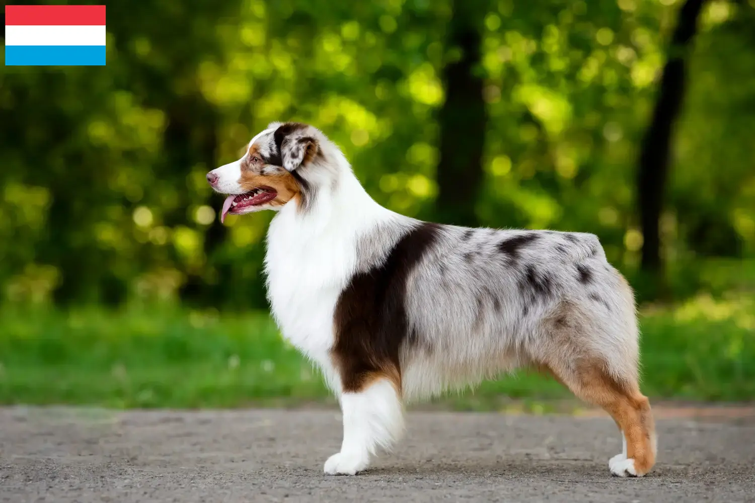 Australian Shepherd puppies and breeders Luxembourg Find Australian Shepherds breeders in Luxembourg.