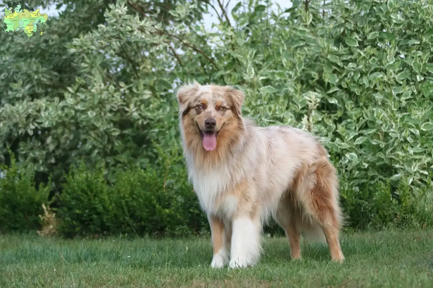Read more about the article Australian Shepherd breeders and puppies in Midtjylland