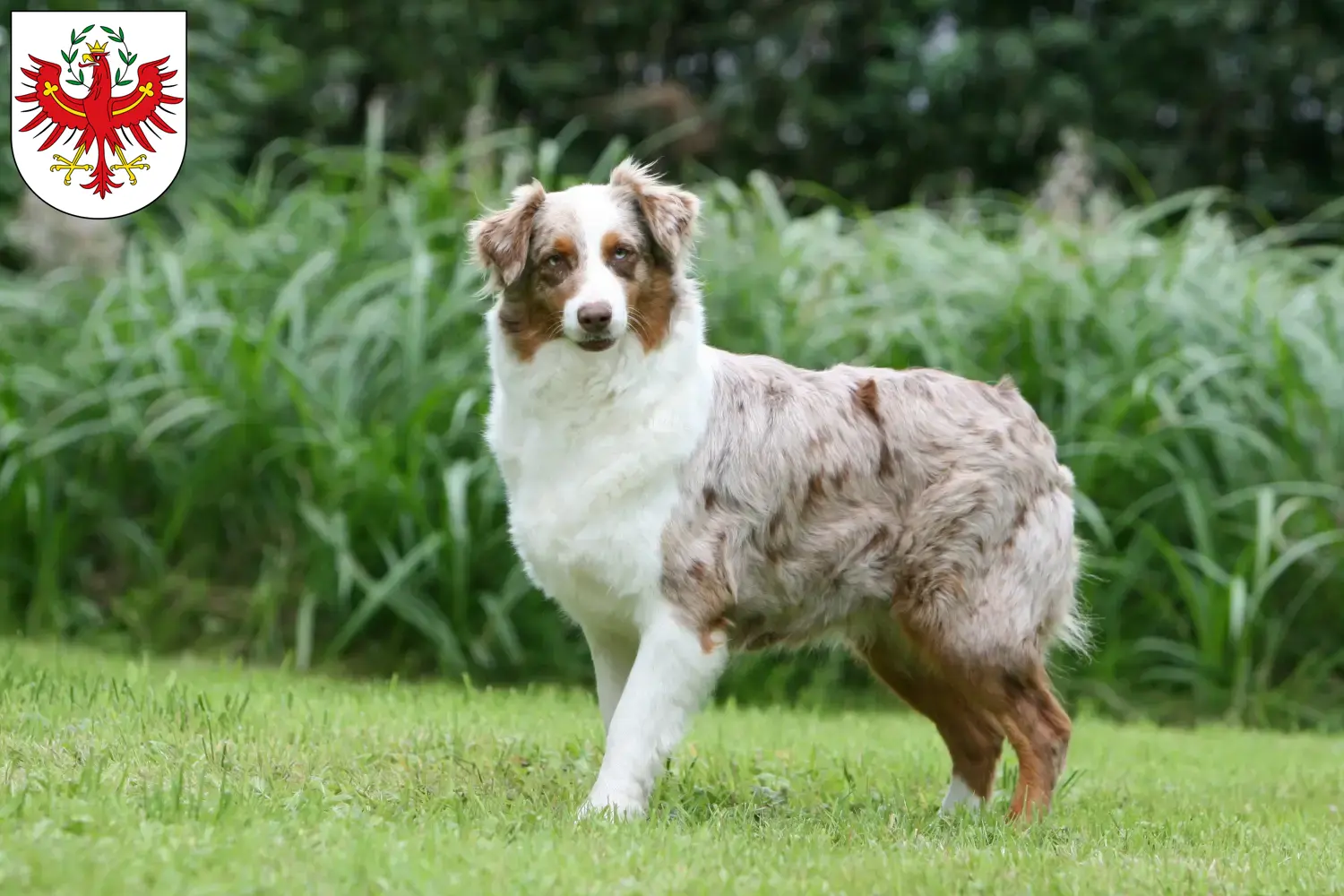 Australian Shepherd puppies and breeders Tyrol Here you can find Australian Shepherd breeders in Tyrol.
