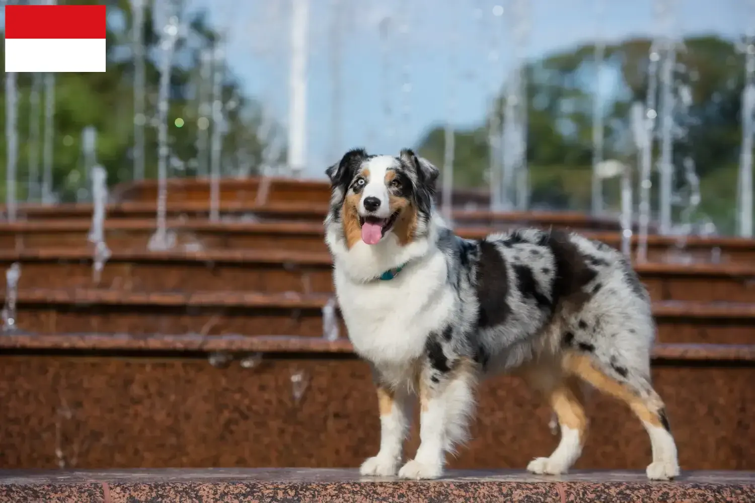 Australian Shepherd puppies and breeders Vienna Here you can find Australian Shepherd breeders in Vienna.