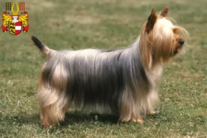 Read more about the article Australian Silky Terrier breeders and puppies in Carinthia