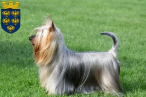 Read more about the article Australian Silky Terrier breeders and puppies in Lower Austria