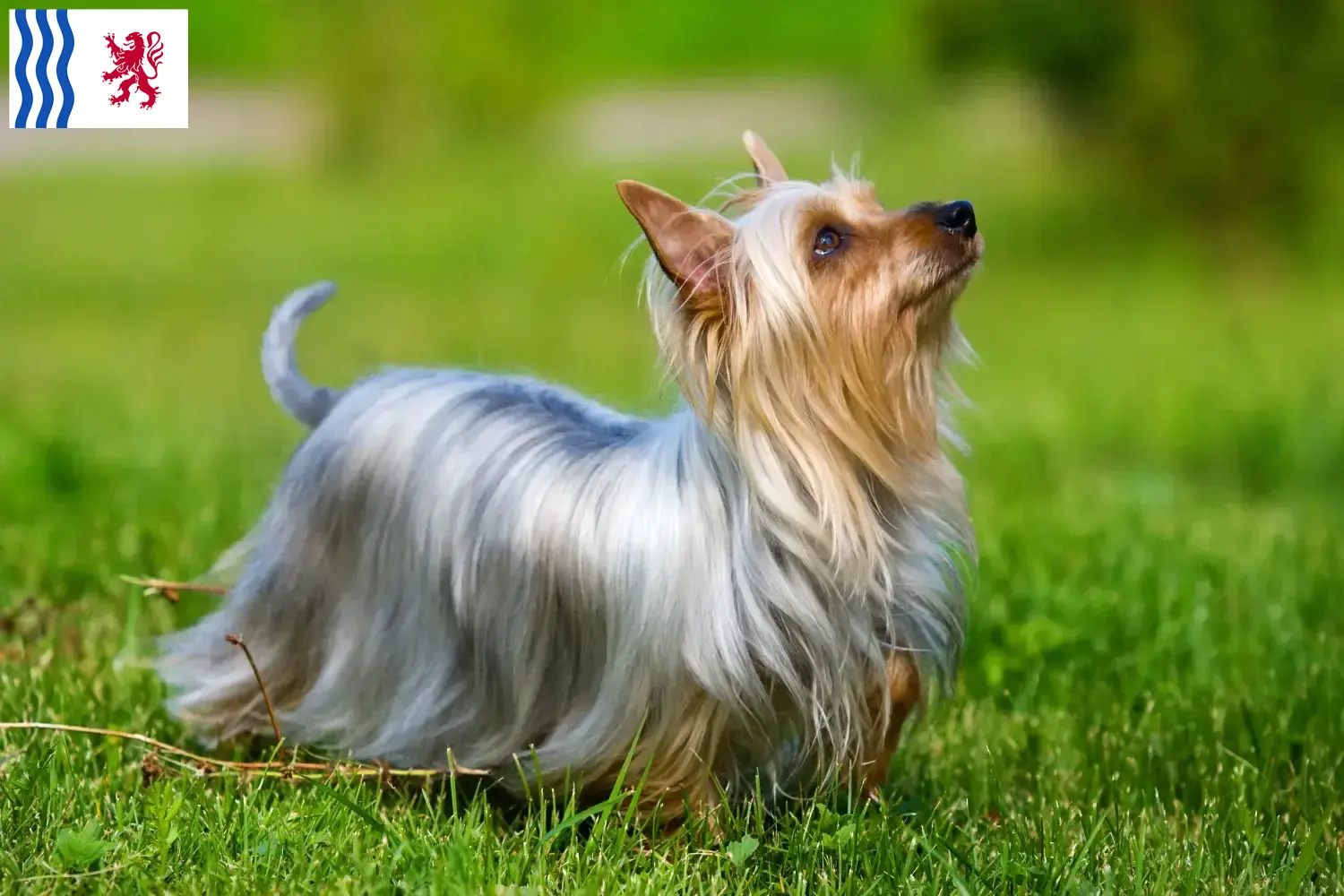 Australian Silky Terrier puppies and breeder Nouvelle-Aquitaine Find Australian Silky Terrier breeders in Nouvelle-Aquitaine here.