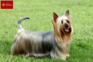 Read more about the article Australian Silky Terrier breeders and puppies in Occitania