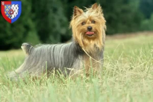 Read more about the article Australian Silky Terrier breeders and puppies in Pays de la Loire