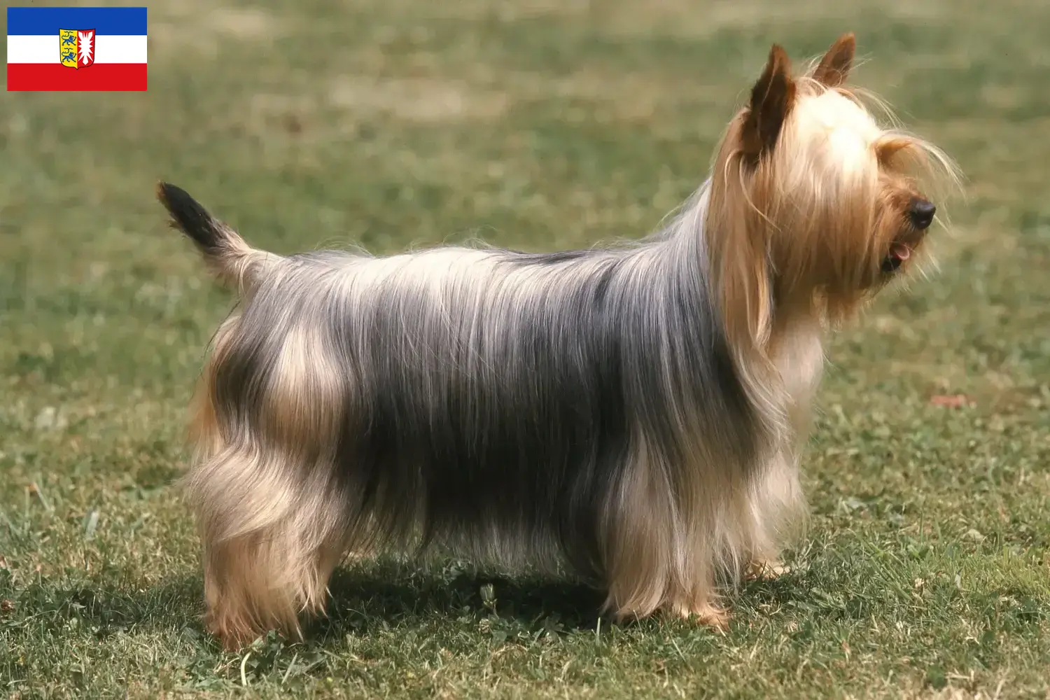 Australian Silky Terrier puppies and breeders Schleswig-Holstein Here you can find Australian Silky Terrier breeders in Schleswig-Holstein.